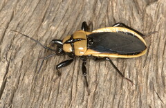 Ectrichodia crux