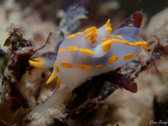 Polycera quadrilineata