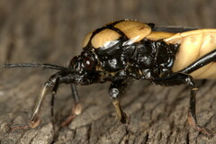 Ectrichodia crux