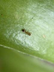 Monomorium salomonis