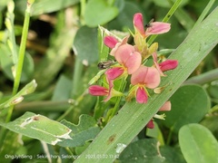 Alysicarpus vaginalis