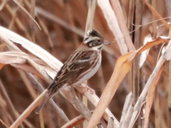 Emberiza rustica
