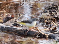 Motacilla cinerea cinerea