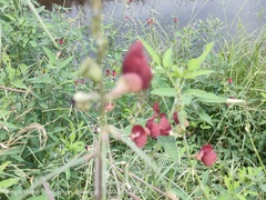 Macroptilium lathyroides