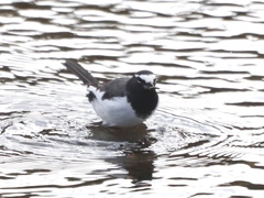 Motacilla grandis