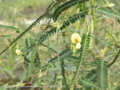Sesbania cannabina
