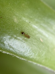 Monomorium salomonis