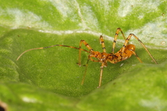 Pseudophonoctonus formosus