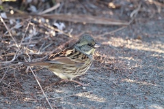 Emberiza personata