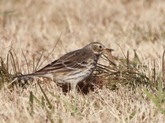 Anthus rubescens japonicus