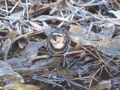 Turdus eunomus
