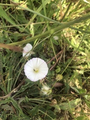 Convolvulus