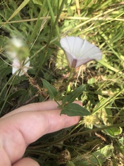 Convolvulus