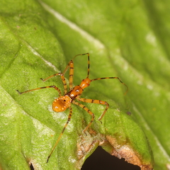 Pseudophonoctonus formosus