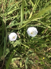 Convolvulus