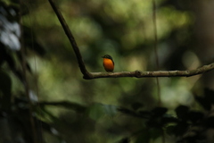 Platysteira concreta