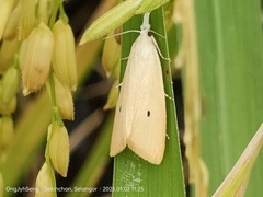 Scirpophaga