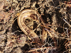 Anguis colchica