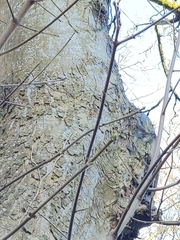 Acer pseudoplatanus