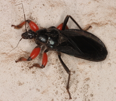 Phonergates bicoloripes