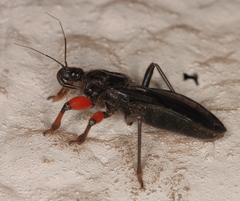 Phonergates bicoloripes