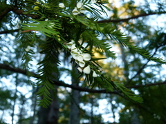 Taxodiomyia cupressi