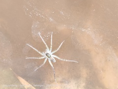 Pardosa pseudoannulata