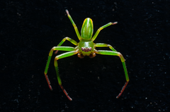Diaea