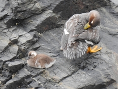 Tachyeres patachonicus