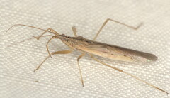 Nabis capsiformis