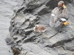 Tachyeres patachonicus