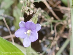 Talinum fruticosum
