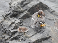 Tachyeres patachonicus