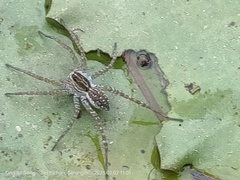 Pardosa pseudoannulata