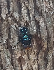 Rutilia