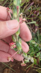 Zaluzianskya microsiphon