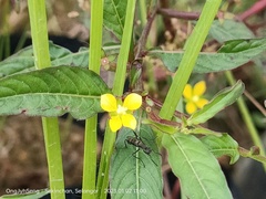 Ludwigia hyssopifolia
