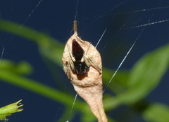 Oxyopes flavipalpis