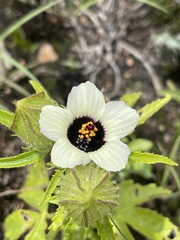 Hibiscus trionum