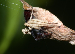Oxyopes flavipalpis