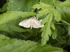 Herpetogramma dorsipunctalis