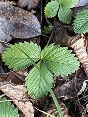 Fragaria