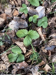 Fragaria