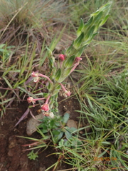 Zaluzianskya microsiphon