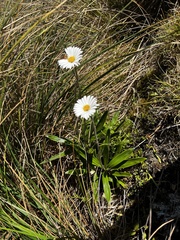 Celmisia spectabilis spectabilis