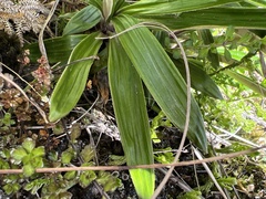 Celmisia spectabilis spectabilis