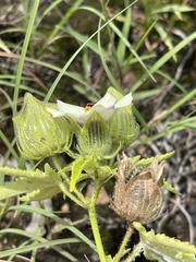 Hibiscus trionum