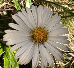 Celmisia spectabilis spectabilis