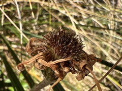 Celmisia spectabilis spectabilis