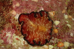 Pseudobiceros fulgor